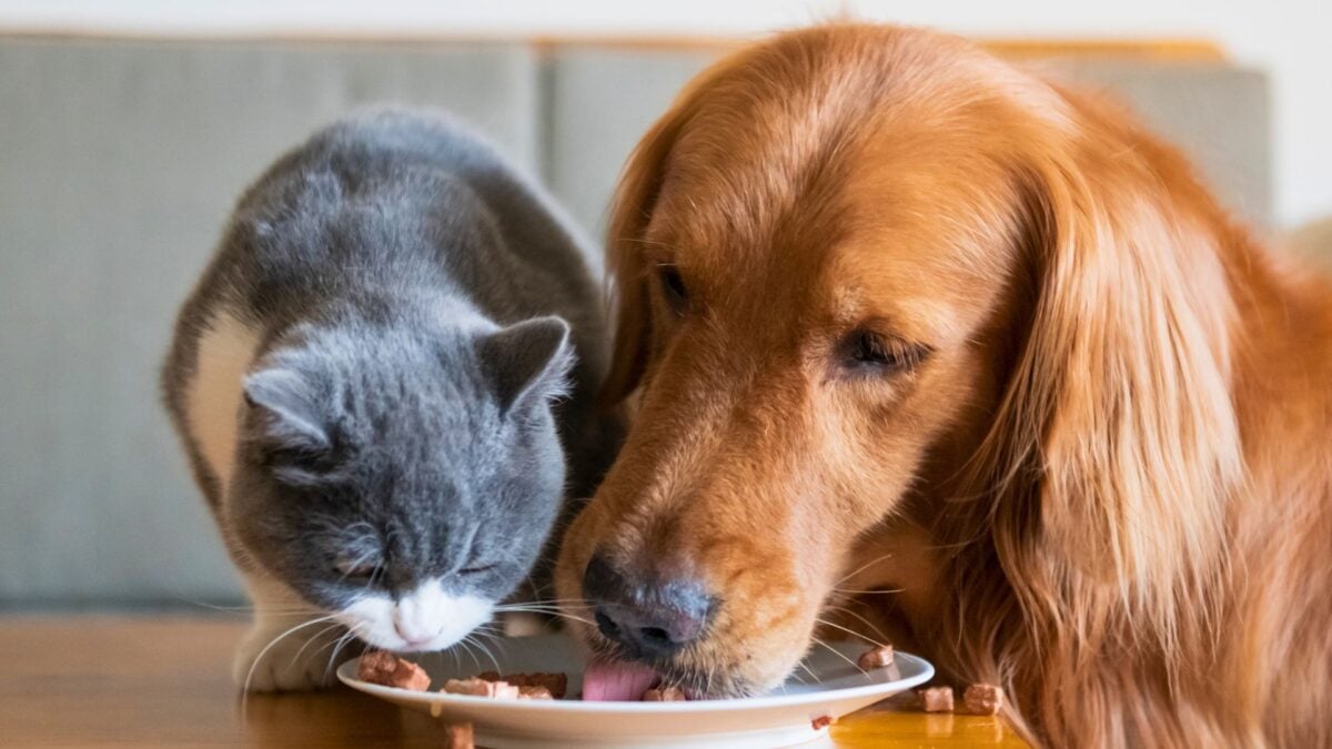 Nestlé Investe R$ 3,58 Bilhões em Novo Complexo Industrial e Logístico da Purina na Itália
