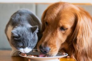 Nestlé Investirá R$ 3,6 Bilhões na Itália, em Novo Hub de Alimentos Pet e Logística