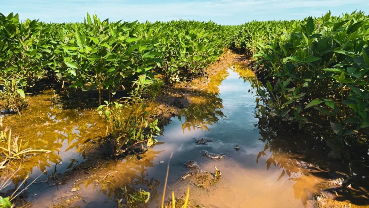 A Próxima Revolução Verde Será Feita Pelas Culturas Resistentes Às Mudanças Climáticas