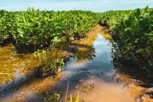 A Próxima Revolução Verde Será Feita Pelas Culturas Resistentes Às Mudanças Climáticas