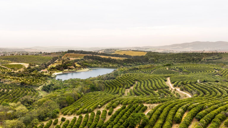A área do novo residencial ocupará o terreno de uma antiga fazenda de laranjas e integrará trechos da produção agrícola ao paisagismo