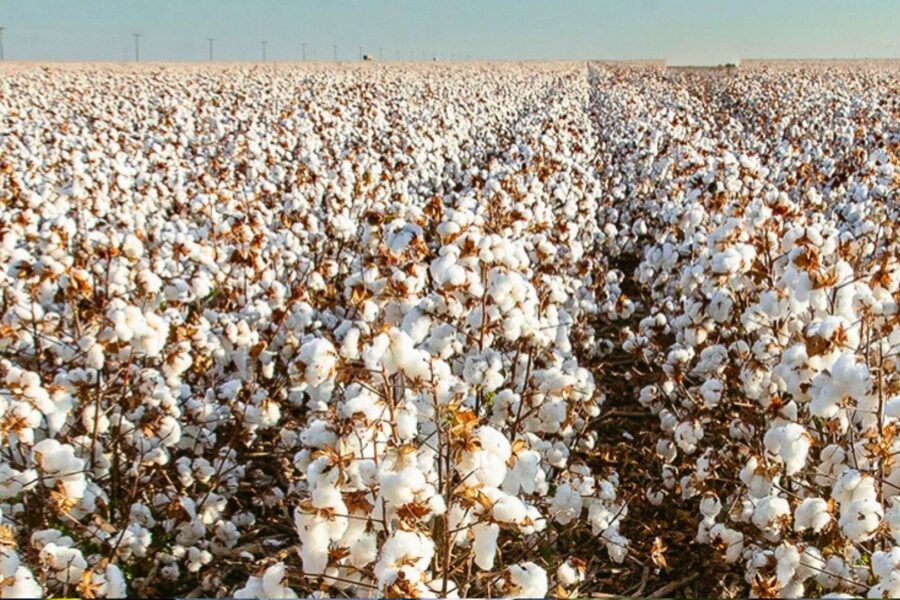 SLC Agrícola Registra Receita de R$ 2,2 Bilhões no Segundo Trimestre