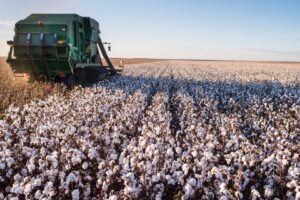 Forbes Mulher Agro: O algodão brasileiro está no topo do mundo. O desafio é consolidar essa liderança