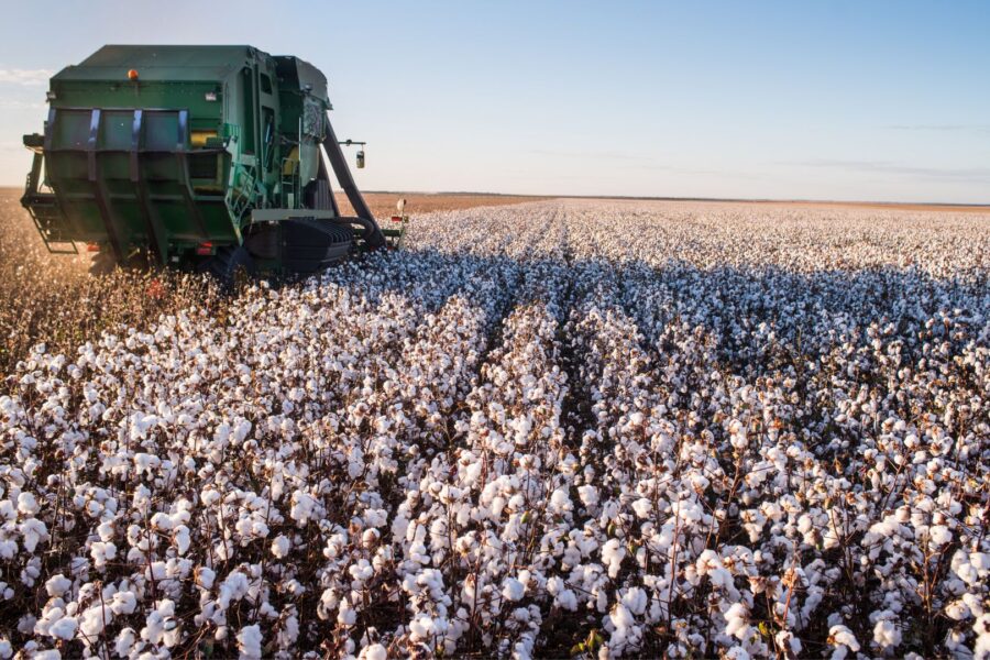 Forbes Mulher Agro: O algodão brasileiro está no topo do mundo. O desafio é consolidar essa liderança