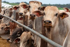 Ampliação de Cota dos EUA Cria Alternativa para Carne Bovina Brasileira Diante de Tarifas da China