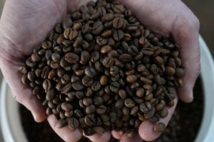 Colheita de Café 2026/27 no Brasil Atinge 90% da Produção com Avanço Semanal de 6 Pontos