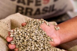 Cooxupé Atinge 87,5% da Colheita de Café Arábica e Avança 6,4 Pontos no Campo