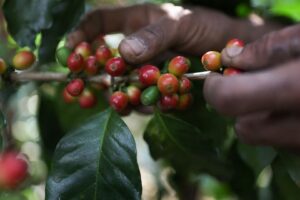 Preços do Café Arábica Devem Recuar 8,8% até o Fim do Ano com Safra Brasileira