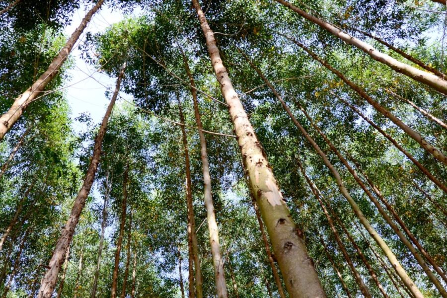 Suzano Prevê Expansão da Demanda por Celulose no 2º Semestre