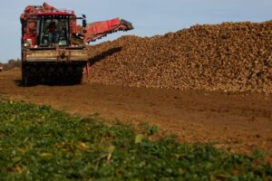 Tereos Prevê Produção de Açúcar da União Europeia no Menor Nível em 38 Anos