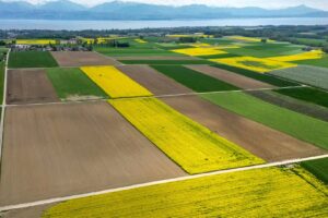 Cotações dos Farelos de Canola e Soja Sobem na China ante Aperto de Oferta