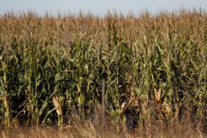 Área de Milho na Argentina Deve Ficar Estável em 8,4 Milhões de Hectares na Safra 2026/27