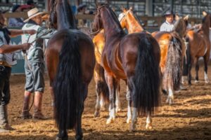 Expointer Coloca o Cavalo Crioulo no Centro da Agenda Equina