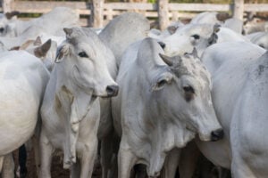 Entidade quer verificar se os produtos cumprem os padrões nacionais de identidade, qualidade e classificação
