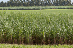 Moagem de cana avançou 3,3%, chegando a 52 milhões de toneladas na segunda metade de agosto