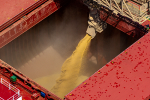Os agricultores brasileiros haviam semeado 1,2% da área prevista para a safra de soja 2026/27