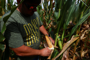 Avanço nas colheitas de soja e milho pode elevar produção total a patamar inédito, apesar da queda esperada no trigo