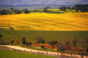 A retomada ocorreu em meio a uma disputa comercial entre China e Canadá, principal exportador mundial de canola