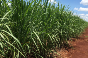 A moagem de cana tem recuo estimado de 35,4%, para 29,8 milhões de toneladas, contra 46,1 milhões de toneladas no ano anterior
