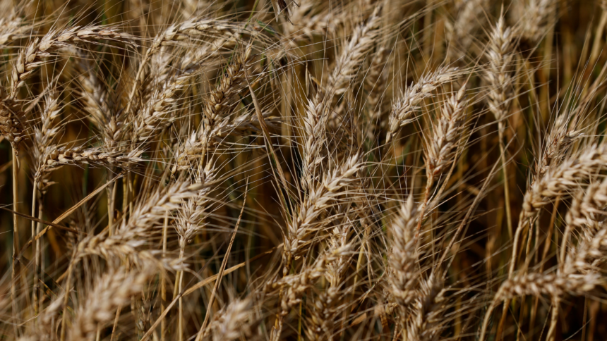 Produção deve recuar 26% ante a temporada passada, em meio à menor produtividade e área plantada