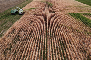 O Mars estimou a produtividade do milho da UE em 2026 em 6,50 toneladas métricas por hectare