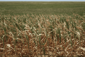 O volume é o menor desde pelo menos 2000, após os impactos da seca e do calor do verão sobre as plantações