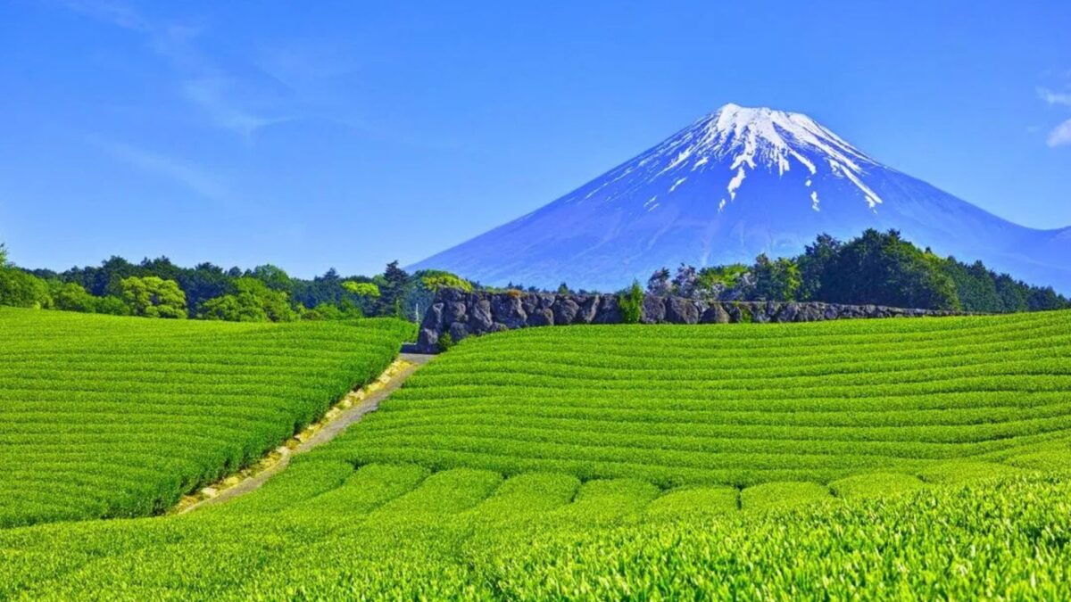 EUA Não Se Cansa de Matcha, e Japão Enfrenta Dificuldades para Acompanhar a Demanda