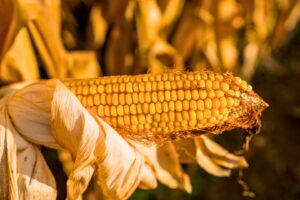 Corteva Prevê R$ 10,21 Bilhões Adicionais com Milho até 2035
