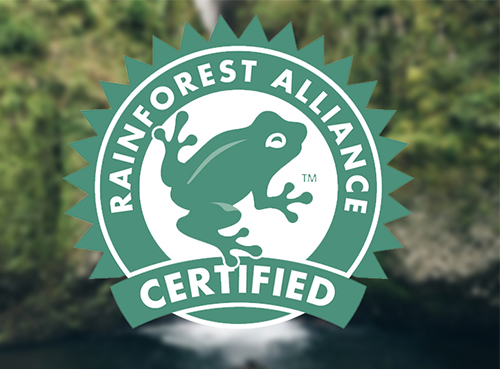 Rainforest Alliance Projeta 80 Mil Hectares de Café Regenerativo Certificado no Brasil Neste Ano