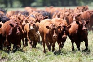Japão Abre Seu Mercado para Carne Bovina Argentina após 20 Anos