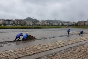 China Expande Seguro Agrícola para Proteger Renda no Campo e Grãos Básicos