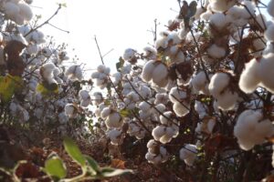 Agroconsult Eleva Projeção da Safra de Algodão para Recorde de 4,5 Milhões de Toneladas