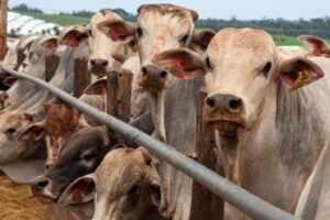 Brasil Habilita 21 Novos Frigoríficos para Exportar Carne Bovina À Indonésia