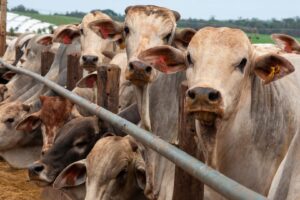 Conab Prevê Queda de 3,6% na Produção de Carne Bovina do Brasil em 2027