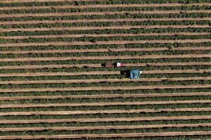 Cooxupé Rejeitará Café com Problema de Umidade na Safra 2026