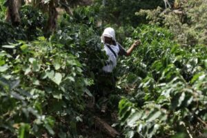 Exportação de Café Verde Cresce 6,3% em Julho Impulsionada Pelo Robusta