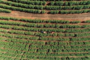 Cooxupé Avança Colheita de Café para 97,3% e Entra na Reta Final dos Trabalhos