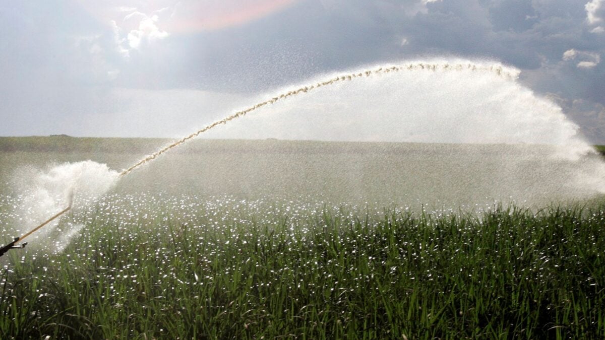 Moagem de Cana Cresce, Mas Produção de Açúcar Cai 7,9% na 1ª Quinzena de Agosto