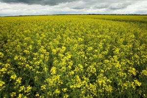 Seca Reduz Ritmo de Plantio da Canola na Europa