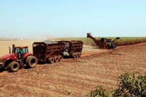 Clima Vai Ditar Produção de Açúcar no Brasil e Limitar Oferta Global