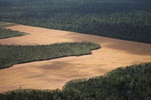 Reino Unido Aporta US$ 541 Mi em Fundo de Florestas Liderado Pelo Brasil