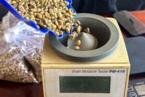 Preços do Café Robusta Voltam a Cair no Vietnã com Liquidez Travada após Feriado