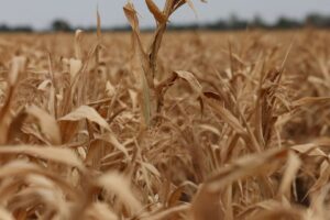 Preços dos Alimentos Sobem em Agosto e Atingem Maior Valor desde 2022