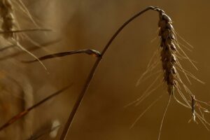 Aquecimento Global Antecipa Maturação e Colheita de Safras na Europa em 2026
