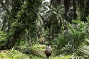 Óleo de Palma Pode Superar Valor do Óleo de Soja em 2027 com Seca e Biocombustível