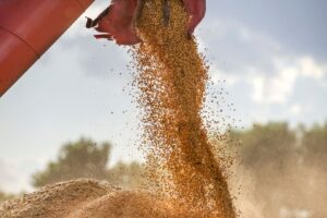 Soja Deve Ter Leve Aumento de 0,7% na Safra 2026/27, Prevê Conab