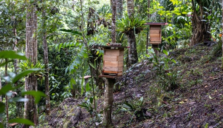 Cientista Conquista Direitos Legais para as Abelhas Amazônicas e Ganha um Rolex Award 2026
