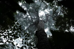 Brasil Mira Acordo com a China para Vender Créditos de Carbono até a COP31