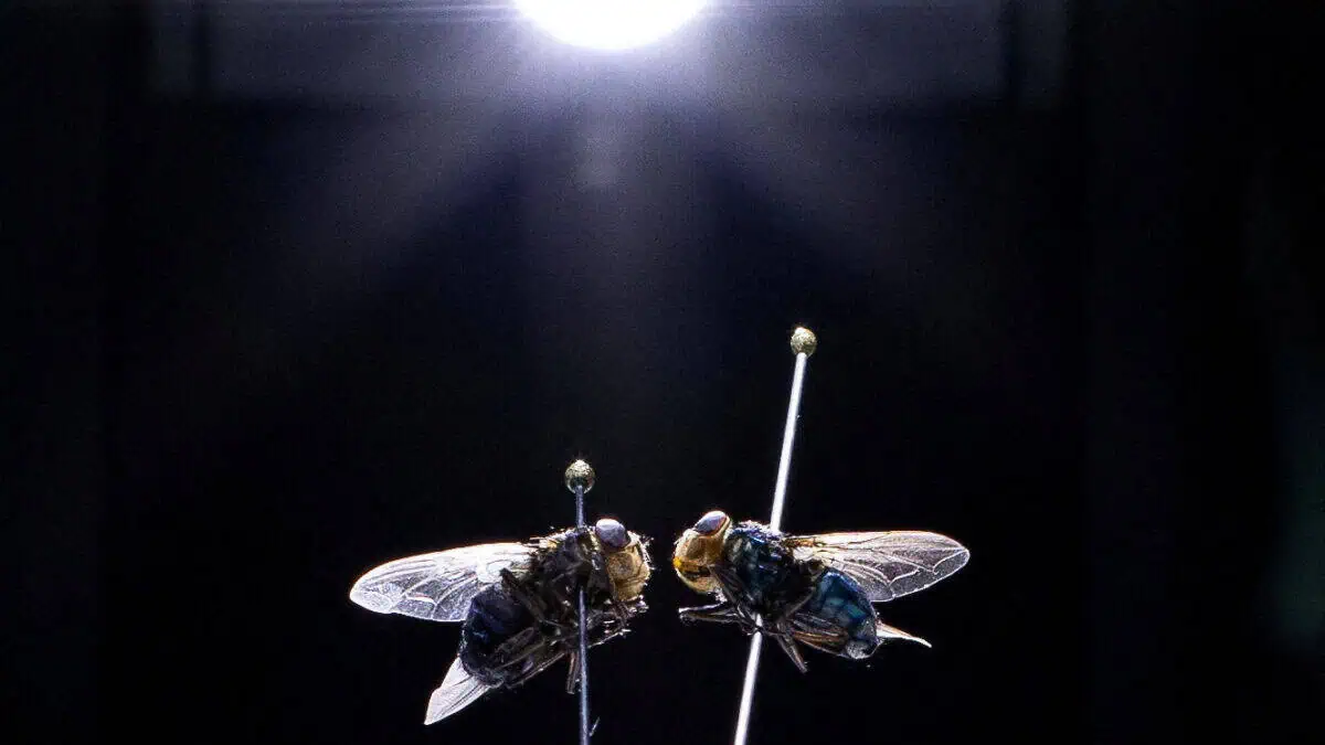 Departamento de Agricultura dos EUA Confirma Primeira Detecção da Mosca-da-bicheira do Novo Mundo
