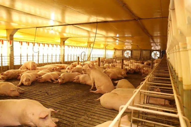 Alianima Lança Observatório Suíno 2026 e Aponta Atrasos nas Metas de Bem-estar Animal
